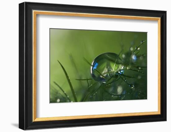 Slightly Blue-Heidi Westum-Framed Photographic Print