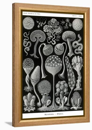 Slime Molds-Ernst Haeckel-Framed Stretched Canvas