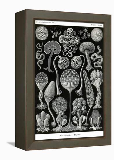 Slime Molds-Ernst Haeckel-Framed Stretched Canvas