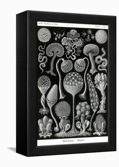 Slime Molds-Ernst Haeckel-Framed Stretched Canvas