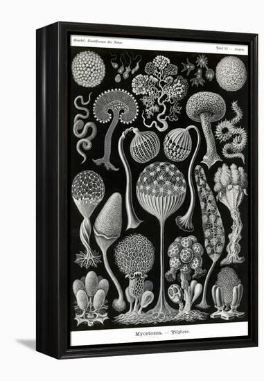 Slime Molds-Ernst Haeckel-Framed Stretched Canvas