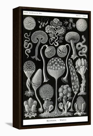 Slime Molds-Ernst Haeckel-Framed Stretched Canvas