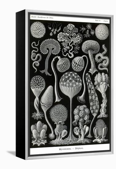 Slime Molds-Ernst Haeckel-Framed Stretched Canvas