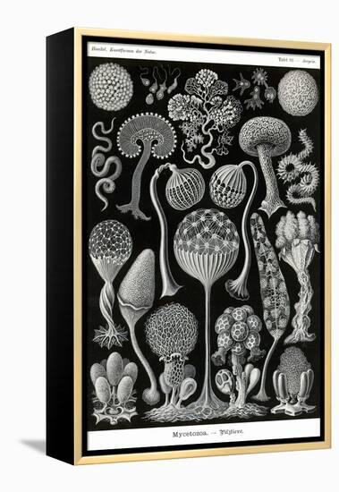 Slime Molds-Ernst Haeckel-Framed Stretched Canvas