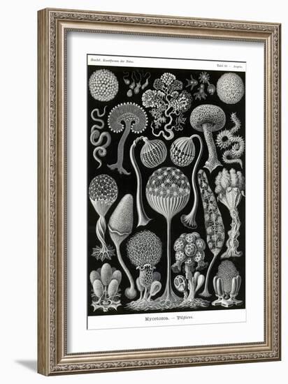 Slime Molds-Ernst Haeckel-Framed Art Print