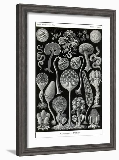 Slime Molds-Ernst Haeckel-Framed Art Print