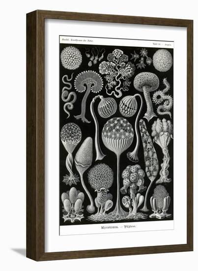 Slime Molds-Ernst Haeckel-Framed Art Print