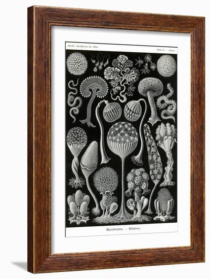 Slime Molds-Ernst Haeckel-Framed Art Print