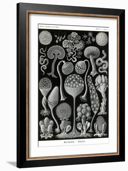 Slime Molds-Ernst Haeckel-Framed Art Print