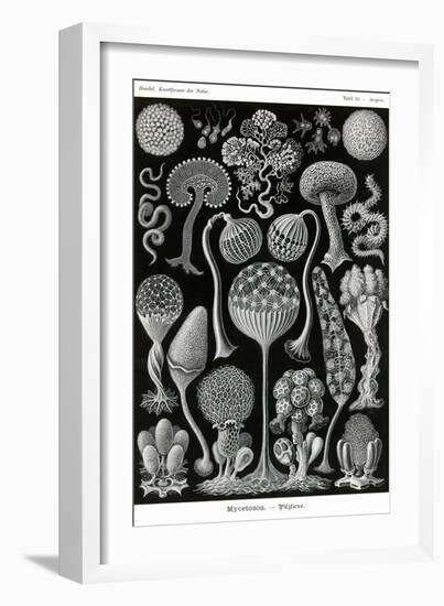 Slime Molds-Ernst Haeckel-Framed Art Print