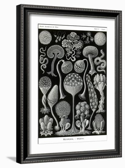 Slime Molds-Ernst Haeckel-Framed Art Print