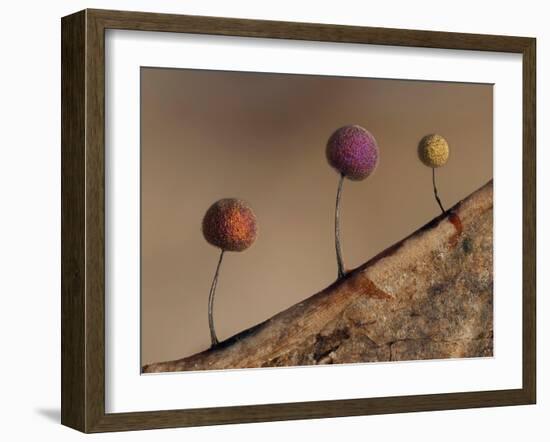 Slime mould, close up of sporangia, Buckinghamshire, UK-Andy Sands-Framed Photographic Print