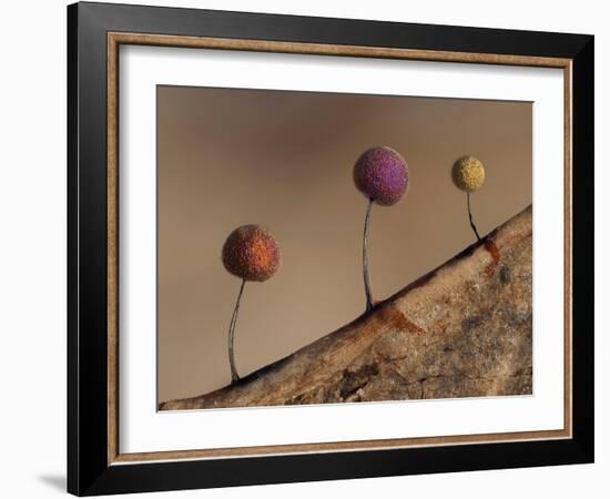 Slime mould, close up of sporangia, Buckinghamshire, UK-Andy Sands-Framed Photographic Print