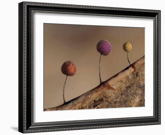 Slime mould, close up of sporangia, Buckinghamshire, UK-Andy Sands-Framed Photographic Print
