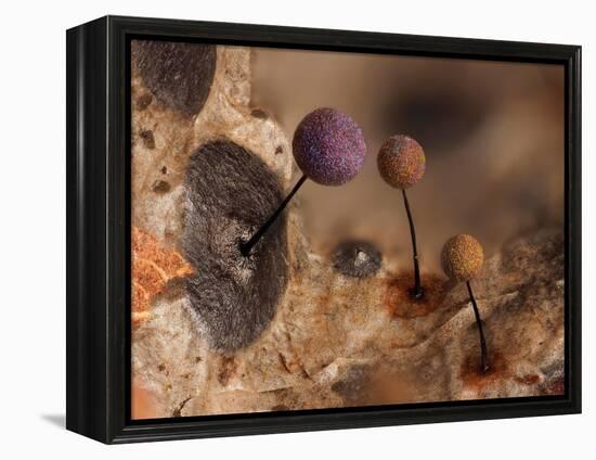 Slime mould, close up of sporangia, Buckinghamshire, UK-Andy Sands-Framed Premier Image Canvas