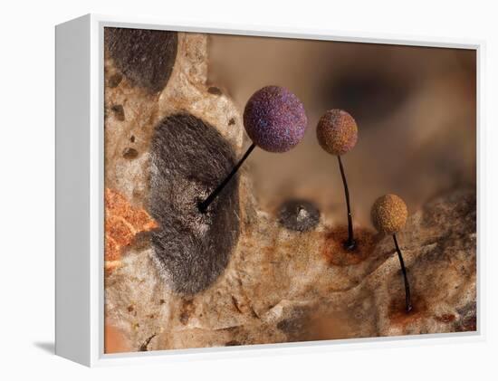 Slime mould, close up of sporangia, Buckinghamshire, UK-Andy Sands-Framed Premier Image Canvas