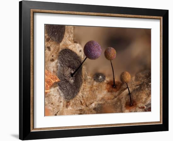 Slime mould, close up of sporangia, Buckinghamshire, UK-Andy Sands-Framed Photographic Print