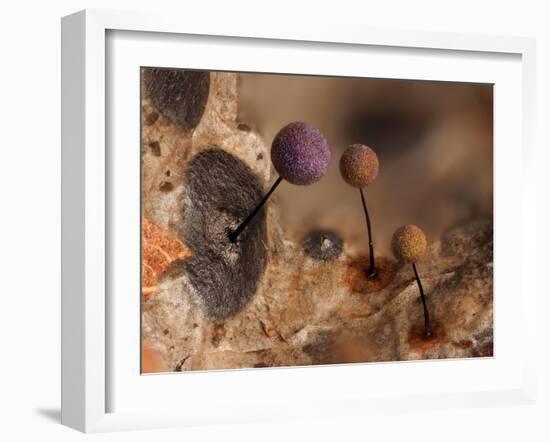 Slime mould, close up of sporangia, Buckinghamshire, UK-Andy Sands-Framed Photographic Print