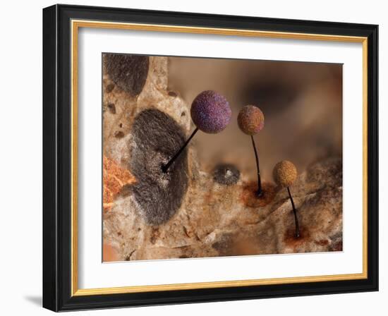 Slime mould, close up of sporangia, Buckinghamshire, UK-Andy Sands-Framed Photographic Print