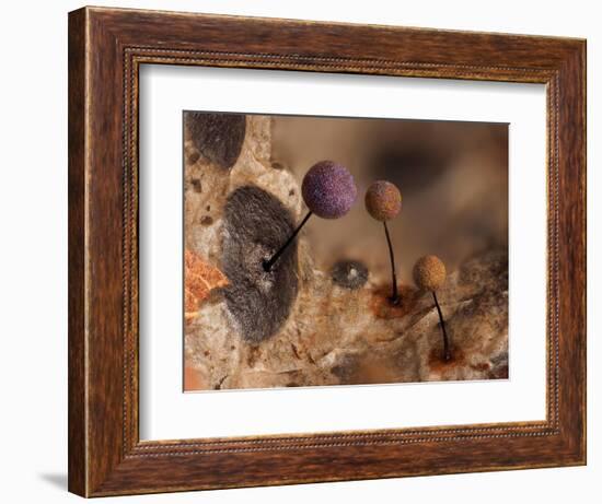 Slime mould, close up of sporangia, Buckinghamshire, UK-Andy Sands-Framed Photographic Print