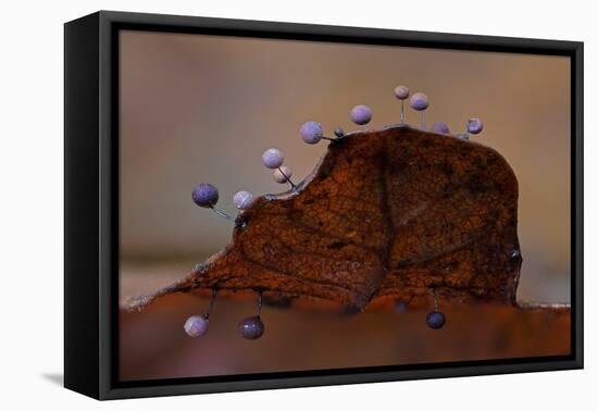 Slime mould sporangia growing along edge of decaying leaf-Andy Sands-Framed Premier Image Canvas