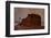 Slime mould sporangia growing along edge of decaying leaf-Andy Sands-Framed Photographic Print