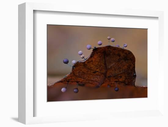 Slime mould sporangia growing along edge of decaying leaf-Andy Sands-Framed Photographic Print