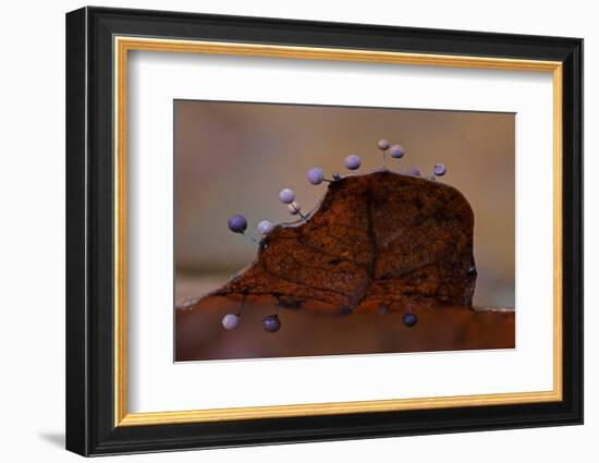 Slime mould sporangia growing along edge of decaying leaf-Andy Sands-Framed Photographic Print