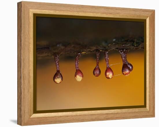 Slime mould sporangia starting to split, Hertfordshire, UK-Andy Sands-Framed Premier Image Canvas