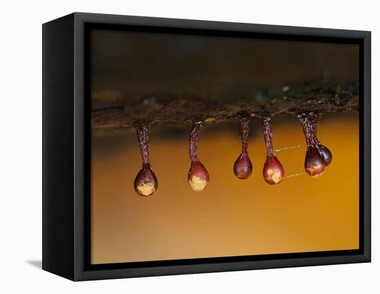 Slime mould sporangia starting to split, Hertfordshire, UK-Andy Sands-Framed Premier Image Canvas