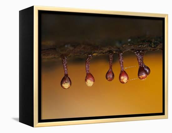 Slime mould sporangia starting to split, Hertfordshire, UK-Andy Sands-Framed Premier Image Canvas