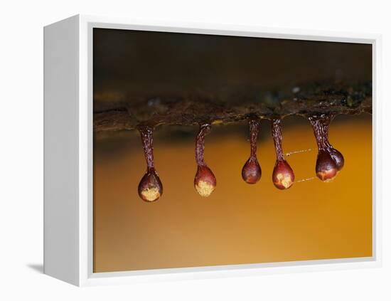 Slime mould sporangia starting to split, Hertfordshire, UK-Andy Sands-Framed Premier Image Canvas