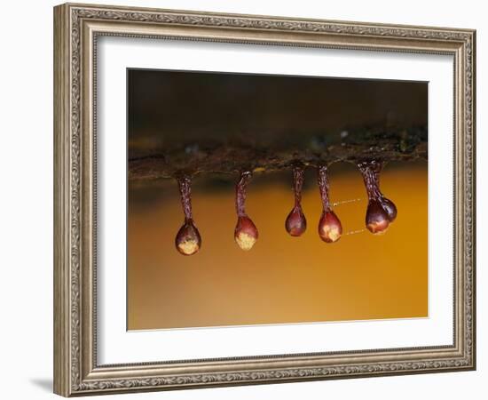 Slime mould sporangia starting to split, Hertfordshire, UK-Andy Sands-Framed Photographic Print