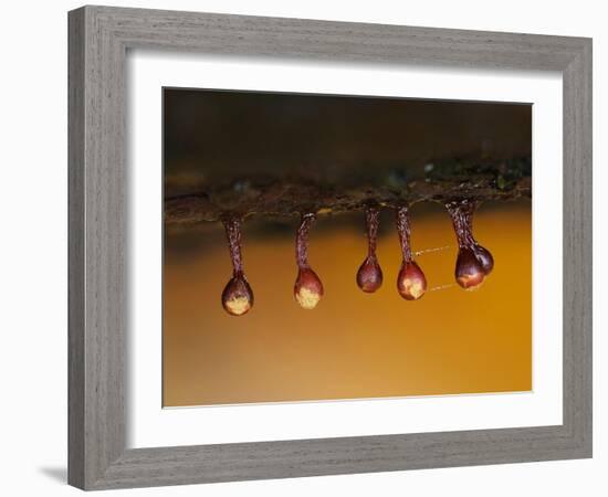 Slime mould sporangia starting to split, Hertfordshire, UK-Andy Sands-Framed Photographic Print