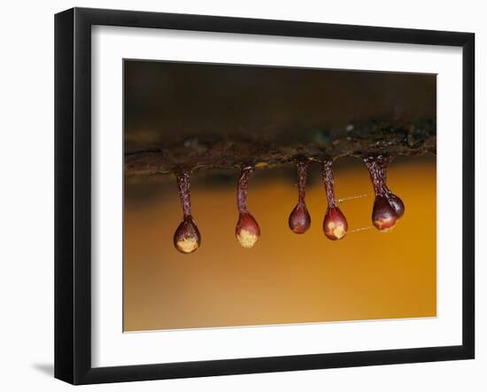 Slime mould sporangia starting to split, Hertfordshire, UK-Andy Sands-Framed Photographic Print