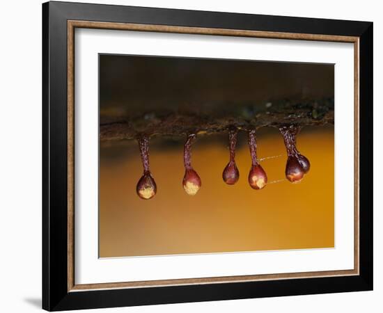 Slime mould sporangia starting to split, Hertfordshire, UK-Andy Sands-Framed Photographic Print