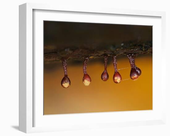 Slime mould sporangia starting to split, Hertfordshire, UK-Andy Sands-Framed Photographic Print