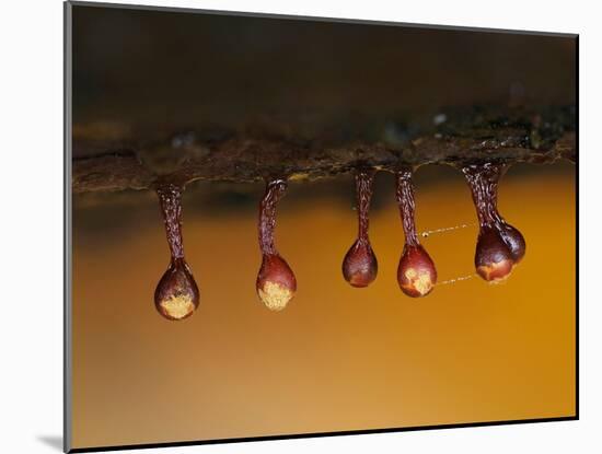 Slime mould sporangia starting to split, Hertfordshire, UK-Andy Sands-Mounted Photographic Print