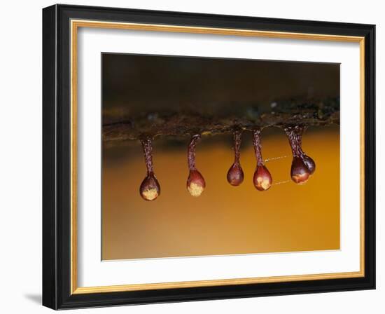 Slime mould sporangia starting to split, Hertfordshire, UK-Andy Sands-Framed Photographic Print