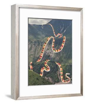 Slinky Snake-Danielle Kroll-Framed Giclee Print