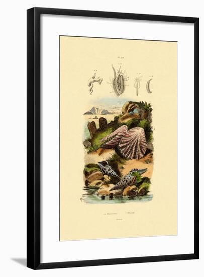 Slit Shells, 1833-39-null-Framed Giclee Print