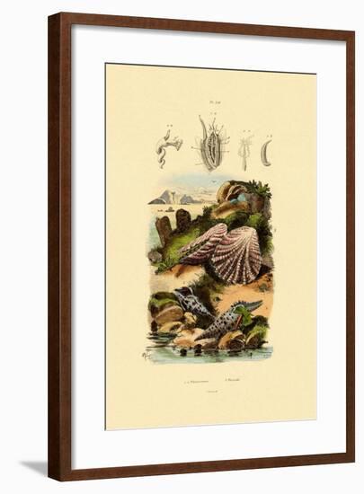 Slit Shells, 1833-39-null-Framed Giclee Print