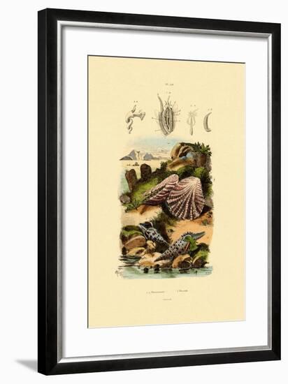 Slit Shells, 1833-39-null-Framed Giclee Print