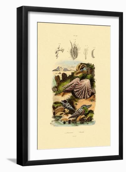 Slit Shells, 1833-39-null-Framed Giclee Print