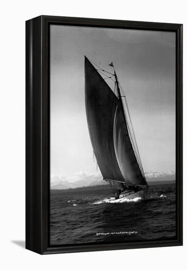 Sloop Sailboat Underway, Circa 1909-Asahel Curtis-Framed Premier Image Canvas