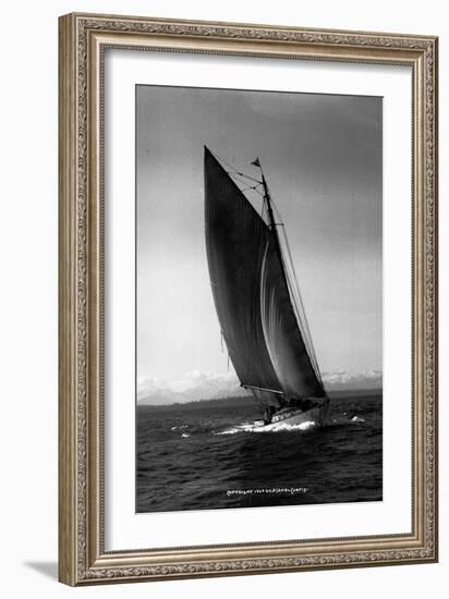 Sloop Sailboat Underway, Circa 1909-Asahel Curtis-Framed Giclee Print