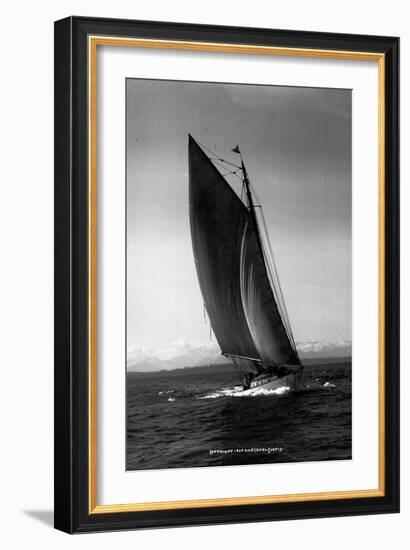 Sloop Sailboat Underway, Circa 1909-Asahel Curtis-Framed Giclee Print