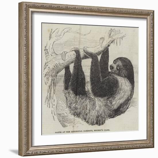 Sloth at the Zoological Gardens, Regent's Park-null-Framed Giclee Print