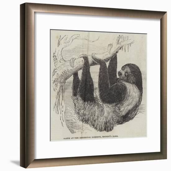 Sloth at the Zoological Gardens, Regent's Park-null-Framed Giclee Print