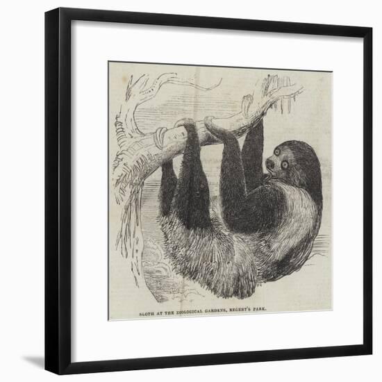 Sloth at the Zoological Gardens, Regent's Park-null-Framed Giclee Print